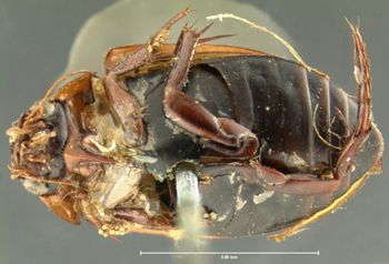 Media type: image; Entomology 26415   Aspect: habitus ventral view